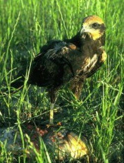 Aguilucho