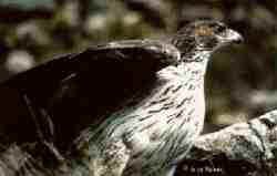 �guila perdicera