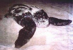 Tortuga la�d