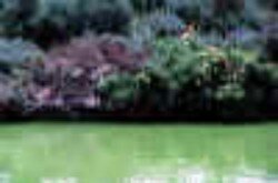 Formaci�n floral