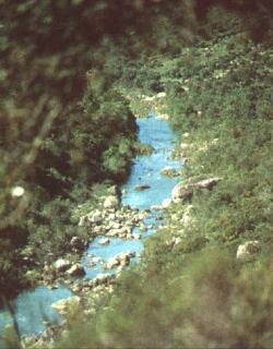 Los Alcornocales.jpg (17997 bytes)