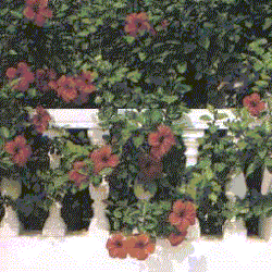 Jardines y patios de Nerja.gif (112560 bytes)