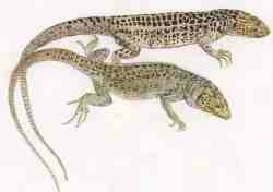 Lagarto verdinegro.jpg (3735 bytes)