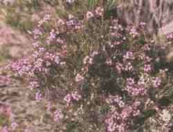 Brezo.jpg (5869 bytes)