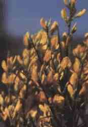 Genista.jpg (4327 bytes)
