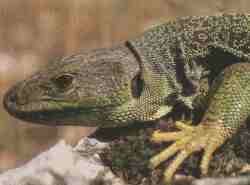 Lagarto ocelado.jpg (4824 bytes)