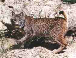 Lince.jpg (7250 bytes)