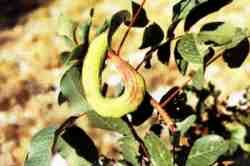 Cornicabra.jpg (5293 bytes)