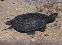 galapago.jpg (4967 bytes)