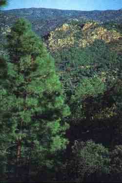 Sierra de Cardea Montoro.jpg (9701 bytes)