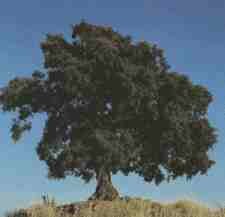 Encina.jpg (3664 bytes)