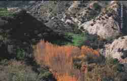 Sierra Castril Vegetacin.jpg (4390 bytes)