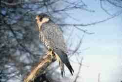 HalcnPeregrino.jpg (3944 bytes)