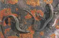 Lagartijas de Valverde.jpg (4616 bytes)