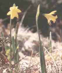 Narcissus longipatus.jpg (5256 bytes)