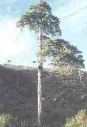 Pino galapan.jpg (3923 bytes)