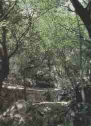 Bosque de Galera.jpg (5334 bytes)