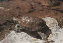 Galpago leproso.jpg (3927 bytes)