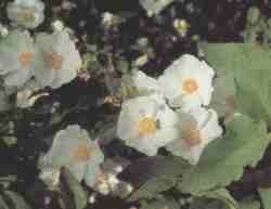 Jara de hoja de olmo.jpg (4413 bytes)