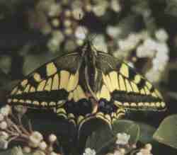 Mariposa de Despeaperros.jpg (5229 bytes)