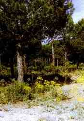 Pinar de La Algaida.jpg (5958 bytes)