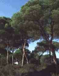 Vista9.jpg (4226 bytes)