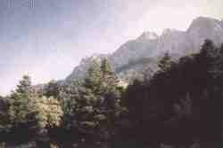 Grazalema Pinsapar.jpg (2911 bytes)