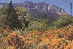 Pinsapo en Grazalema.jpg (4863 bytes)