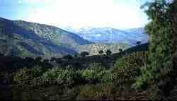 Sierra de Hornachuelos2.jpg (3802 bytes)
