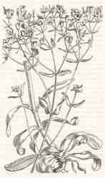 Centaura.jpg (4971 bytes)