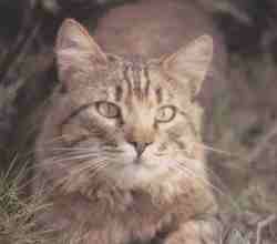 Gato monts2.jpg (4092 bytes)