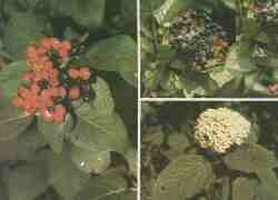 Lantana o barbadejo.jpg (4523 bytes)