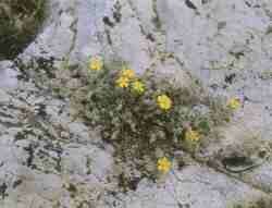 Frigidulum.jpg (5543 bytes)