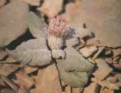 Junirea fontqueri.jpg (4431 bytes)