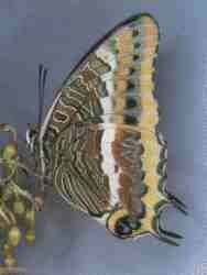 Mariposa del madroo.jpg (4060 bytes)