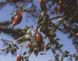 Rosal silvestre.jpg (4861 bytes)