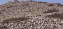 Sabinas rastreras.jpg (4006 bytes)