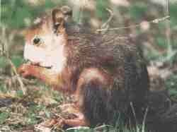 Ardilla.jpg (4654 bytes)
