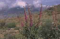 Digitalis Nevadensis.jpg (3942 bytes)
