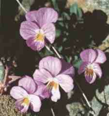 VioletaSN.jpg (5419 bytes)
