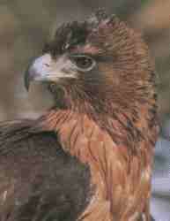 guila perdicera2.jpg (3791 bytes)