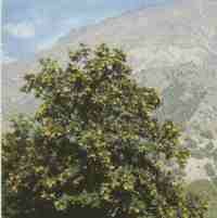 Castao.jpg (4468 bytes)