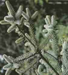 Pinsapo.jpg (6652 bytes)