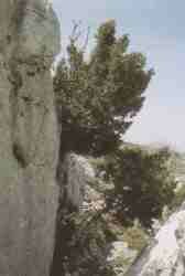 Tejo.jpg (5083 bytes)