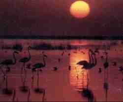 Atardecer en Doana.jpg (3272 bytes)