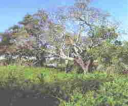 Doana4.jpg (5428 bytes)