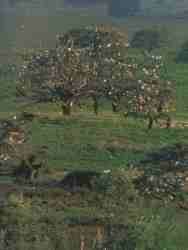 Doana Pajareras.jpg (3958 bytes)
