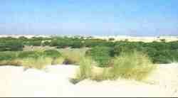 Dunas y pinares en Doana.jpg (2985 bytes)