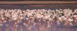 Flamencos rosados.jpg (3377 bytes)
