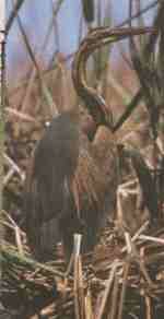 Garza.jpg (4534 bytes)